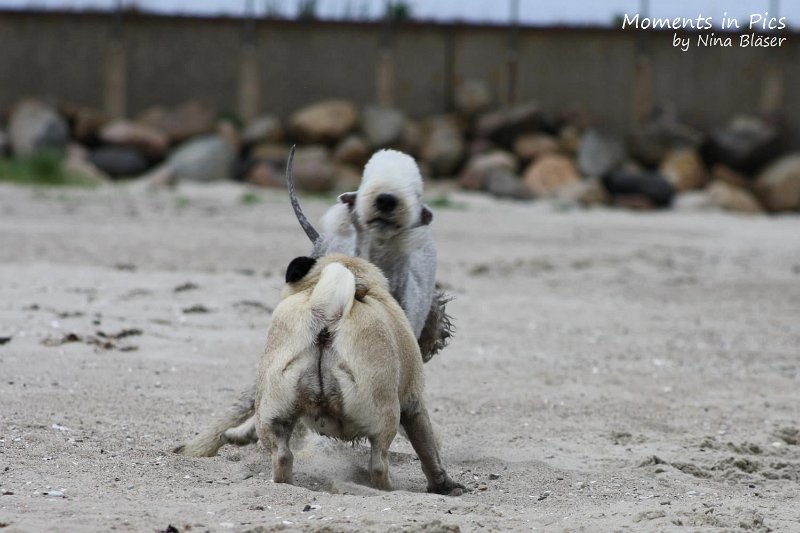 2010-06-26 Arc-en-ciel Arlequin (50).jpg